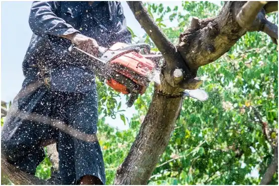 tree services Stuart